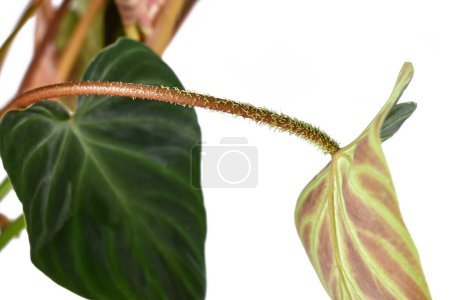 Stem with hairy petiole of tropical 'Philodendron Verrucosum' houseplant on white background