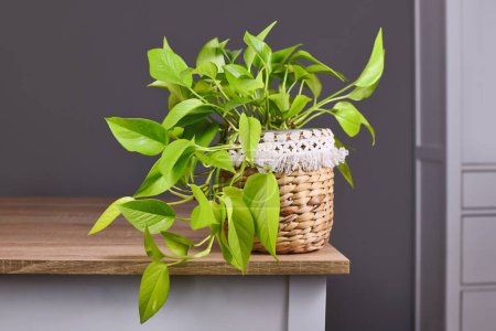 Téléchargez les photos : Tropical 'Epipremnum Aureum Lemon Lime' plante d'intérieur avec des feuilles vertes fluo dans le pot de fleurs panier sur la table - en image libre de droit