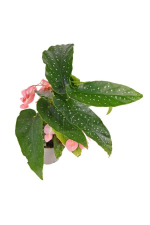 Tropical 'Begonia Tamaya' houseplant with pink flowers in pot on white background