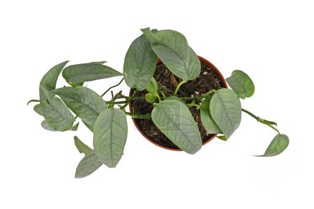 Top view of tropical 'Epipremnum Pinnatum Cebu Blue' houseplant with silver-blue leaves in flower pot on white background