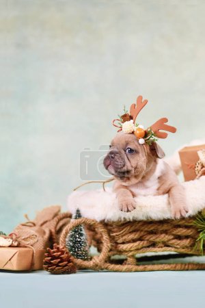 Foto de Cachorro Bulldog francés en carruaje de trineo de Navidad rodeado - Imagen libre de derechos