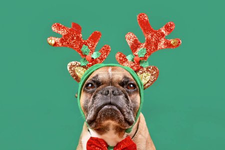 Französische Bulldogge mit weihnachtlichem Rentiergeweih vor grünem Hintergrund