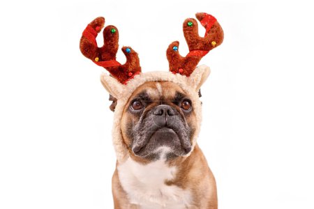 Photo for French Bulldog dog with Christmas reindeer antler costume on white background - Royalty Free Image