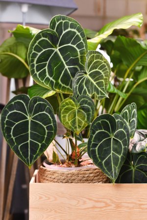 Téléchargez les photos : Plante d'intérieur exotique 'Anthurium Clarinervium' avec dentelle blanche sur les feuilles - en image libre de droit