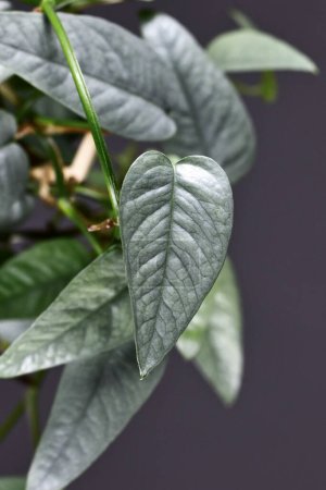 Photo for Leaf of tropical 'Epipremnum Pinnatum Cebu Blue' houseplant - Royalty Free Image
