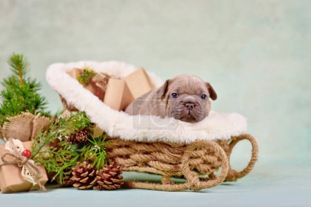 Foto de Joven perro Bulldog francés cachorro en carruaje de trineo de Navidad rodeado de decoración de temporada - Imagen libre de derechos