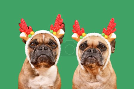 Photo for Two French Bulldog dogs wearing matching Christmas reindeer antlers in front of green background - Royalty Free Image