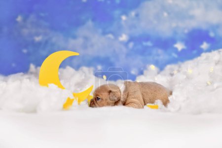 Cute red fawn French Bulldog puppy between fluffy clouds with moon and stars