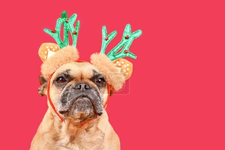 Photo for Small French Bulldog dog with Christmas reindeer antler costume headband on pink background with copy space - Royalty Free Image