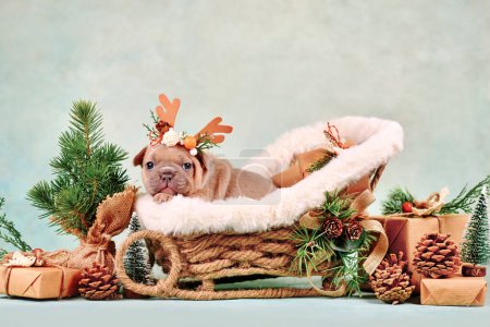 Foto de Cachorro perro Bulldog francés cervatillo rojo en carruaje de trineo de Navidad rodeado de decoración de temporada - Imagen libre de derechos