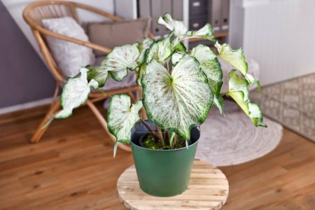 Potted topical 'Caladium Candyland' houseplant with beautiful white and green leaves with pink freckles on table