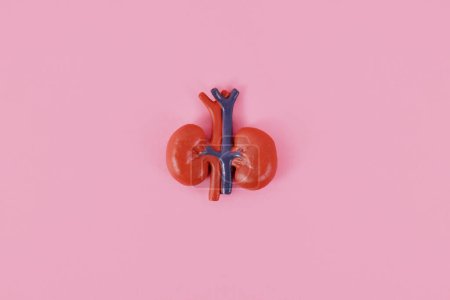 Human kidney organ model on pink background