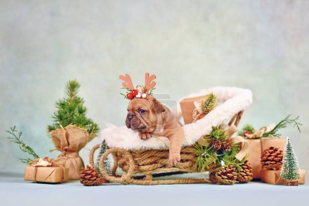 Foto de Lindo perro Bulldog francés cachorro en carruaje de trineo de Navidad rodeado de decoración de temporada - Imagen libre de derechos