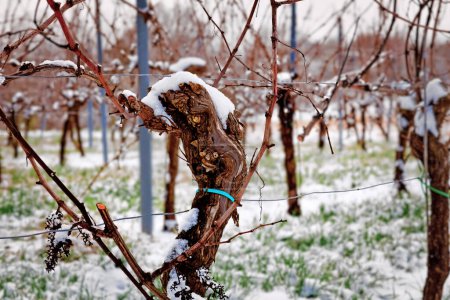Empty grapevine covered in snow in winter