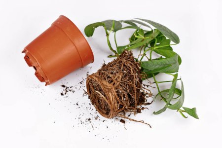 Téléchargez les photos : Rempotage de plantes montrant des racines dans un sol en forme de pot de fleurs de pothos exotique plante d'intérieur - en image libre de droit