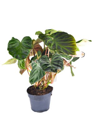 Potted 'Philodendron Verrucosum' houseplant with dark green veined velvety leaves isolated on white background