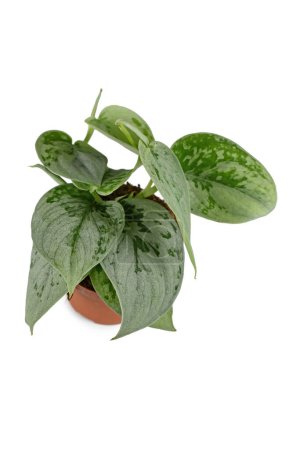 Téléchargez les photos : Petite plante exotique 'Scindapsus Pictus Silvery Ann' en pot sur fond blanc - en image libre de droit
