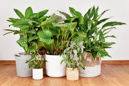 Urban jungle with different tropical large houseplants in flower pots on floor