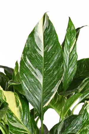Téléchargez les photos : Beautiful leaf of tropical 'Spathiphyllum Diamond Variegata' houseplant with white spots on white background - en image libre de droit
