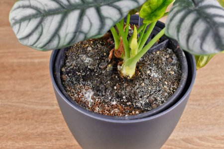 Photo for Mold growth on soil in houseplant flower pot - Royalty Free Image