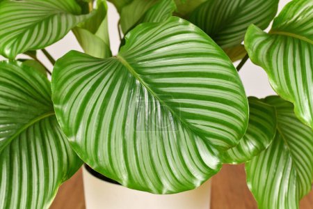 Foto de Large striped leaf of exotic `Calathea Orbifolia Prayer Plant` houseplant - Imagen libre de derechos