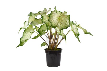 Potted tropical 'Caladium Candyland' houseplant with white leaves with pink freckles on white background
