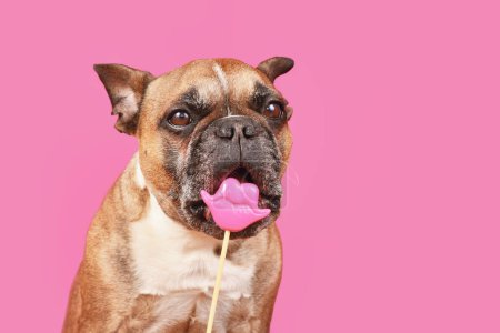 Funny French Bulldog dog trying to eat Valentine's Day kiss lips photo prop in front of pink  background