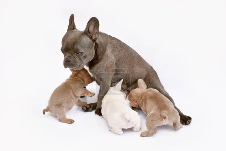 Téléchargez les photos : Bouledogue français chien allaiter ses chiots - en image libre de droit