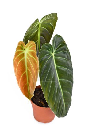 Tropical 'Philodendron Melanochrysum' houseplant with new golden leaf in flower pot on white background