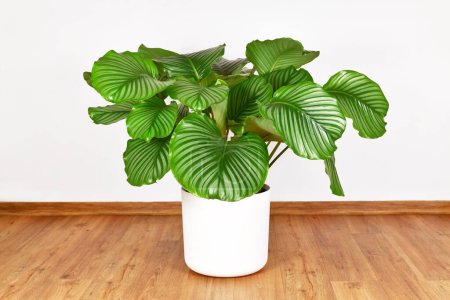 Photo for Large full 'Calathea Orbifolia' Prayer Plant houseplant in front of white wall - Royalty Free Image