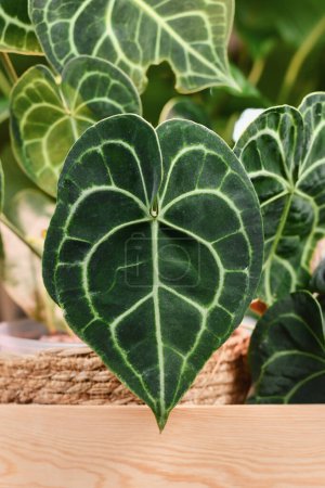 Téléchargez les photos : Leaf with white lace pattern veins of exotic 'Anthurium Clarinervium' houseplant - en image libre de droit