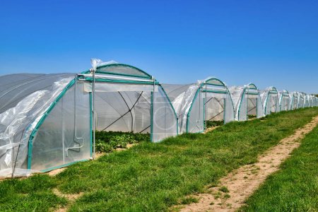 Tunnel dome greenhouses with strawberry plants 