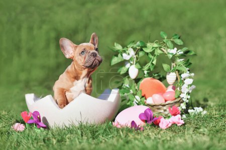 French Bulldog dog puppy sitting in egg shell next to Easter basket and colorful eggs with spring flowers