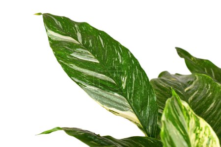 Téléchargez les photos : Beautiful leaf of tropical 'Spathiphyllum Diamond Variegata' houseplant with white spots on white background - en image libre de droit