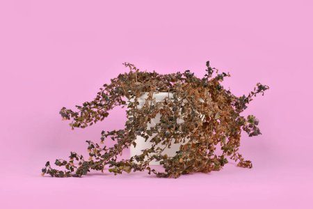 Neglected dried up Hebe plant in white flower pot on pink background