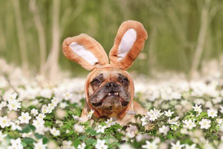 Funny Easter French Bulldog dog with rabbit costume ears between spring flowers