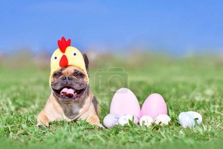 Téléchargez les photos : Cute French Bulldog dog with chicken costume hat next to easter eggs - en image libre de droit