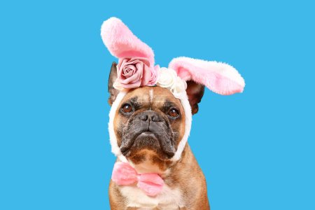 Französische Bulldogge im Osterhasenkostüm Ohren Stirnband mit Rosenblüten auf blauem Hintergrund