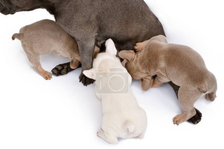 Téléchargez les photos : French Bulldog dog puppies being nursed - en image libre de droit