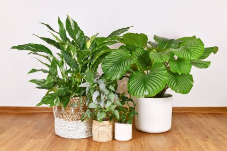 Photo for Different tropical large houseplants in flower pots on floor - Royalty Free Image