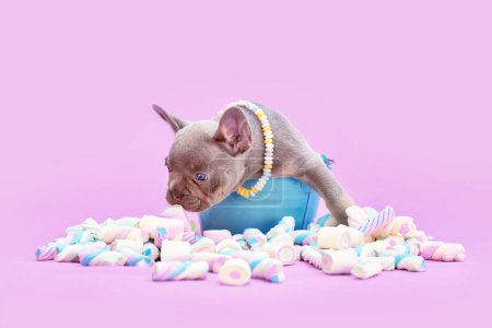 Foto de French Bulldog cachorro de perro en cubo olfateando dulces de malvavisco sobre fondo rosa - Imagen libre de derechos