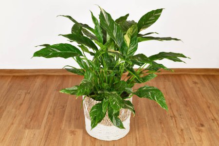 Topical 'Spathiphyllum Diamond Variegata' houseplant with white spots in basket flower pot