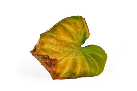 Yellow withered Philodendron houseplant leaf on white background