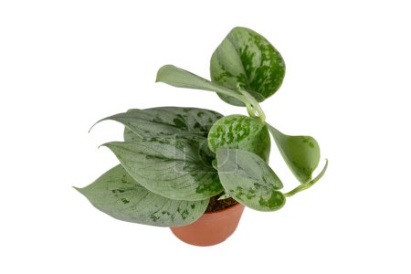 Téléchargez les photos : Tropical silver green colored 'Scindapsus Pictus Silvery Ann' houseplant in pot on white background - en image libre de droit