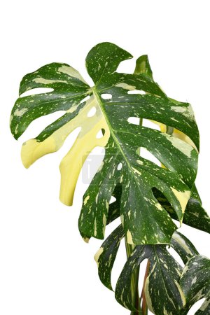 Sprinkled leaf of variegated tropical 'Monstera Deliciosa Thai Constellation' houseplant with fenestration on white background