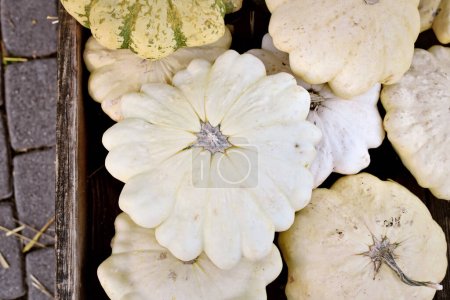 Photo for White Pattypan Moonbeam summer squash with round and shallow shape and scalloped edges - Royalty Free Image
