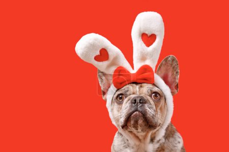 Funny French Bulldog dog wearing Easter bunny ear headband with hearts on red background