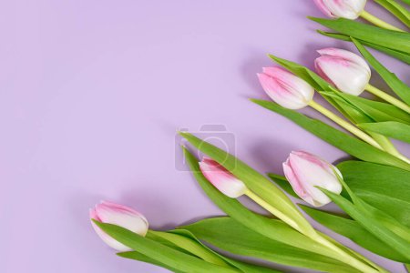 Tulip spring flowers with pink tips in corner of violet background with copy space