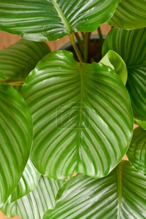 Large striped leaf of exotic `Calathea Orbifolia Prayer Plant` houseplant 