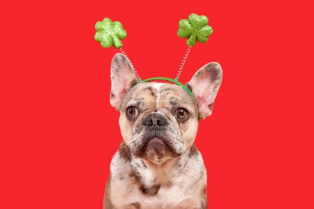 Funny French Bulldog dog wearing St Patricks Day shamrock costume headband on red background puzzle 643031952
